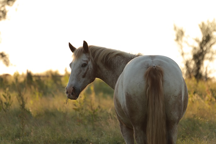 western cheval Rennes, Baulon