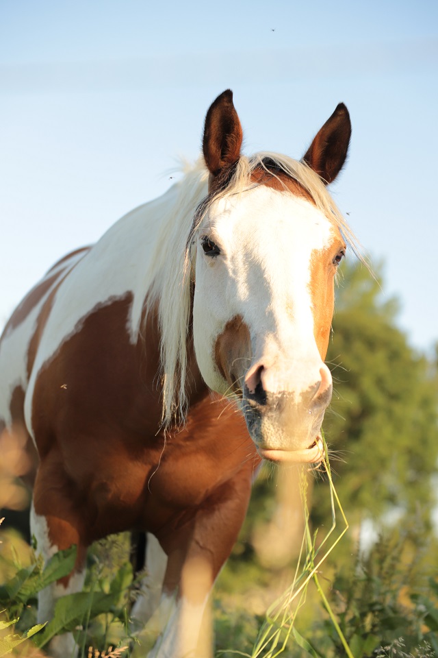 éthologie cheval Rennes, Baulon