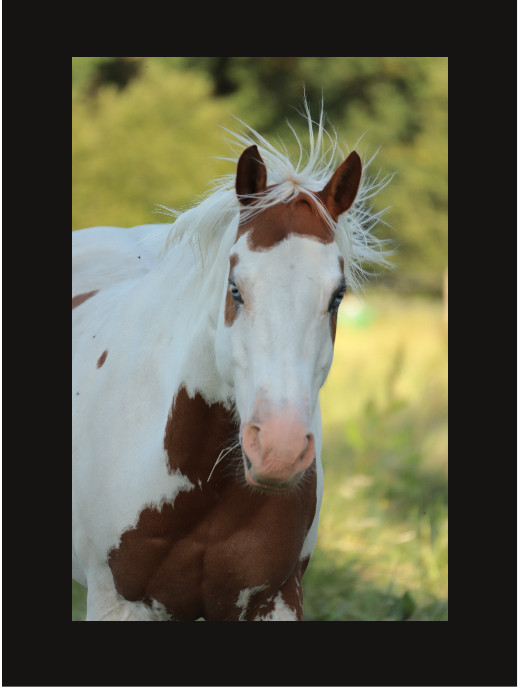 western cheval Rennes, Baulon