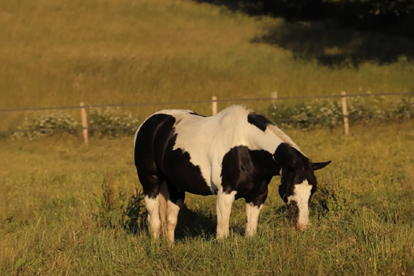 Pension et bien-être des chevaux à Easy Horse